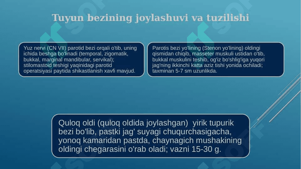 Yuzning yon bo'limi quloq oldi-chaynov, jag orti chuqurchasi quloq oldi so'lak bezi, yuz nervi topografiyasi 3