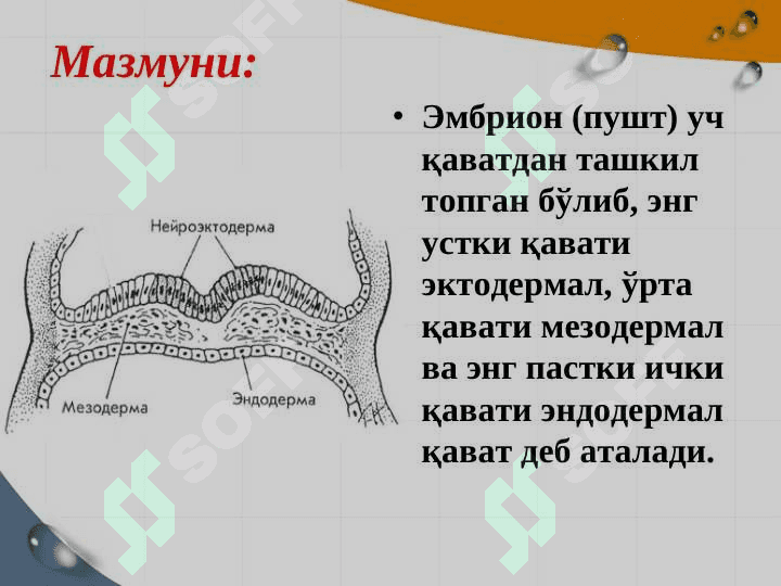 asab sistemasining ontogenezi 3