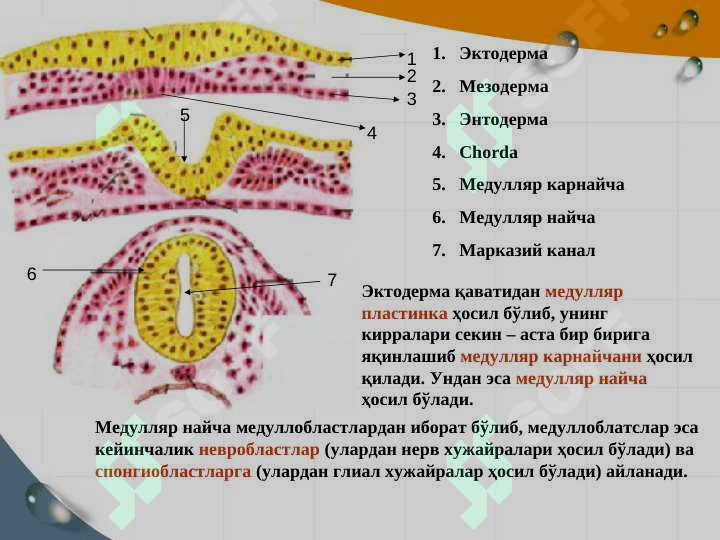 asab sistemasining ontogenezi 4
