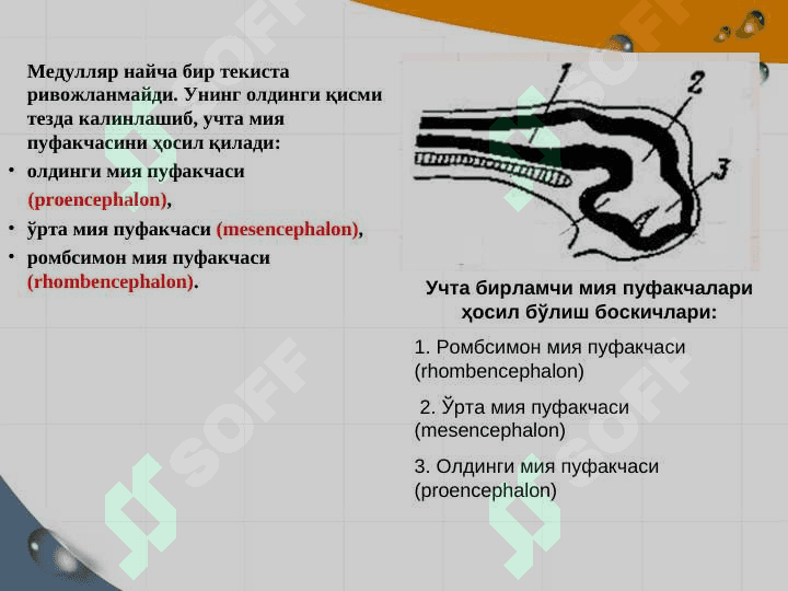 asab sistemasining ontogenezi 5