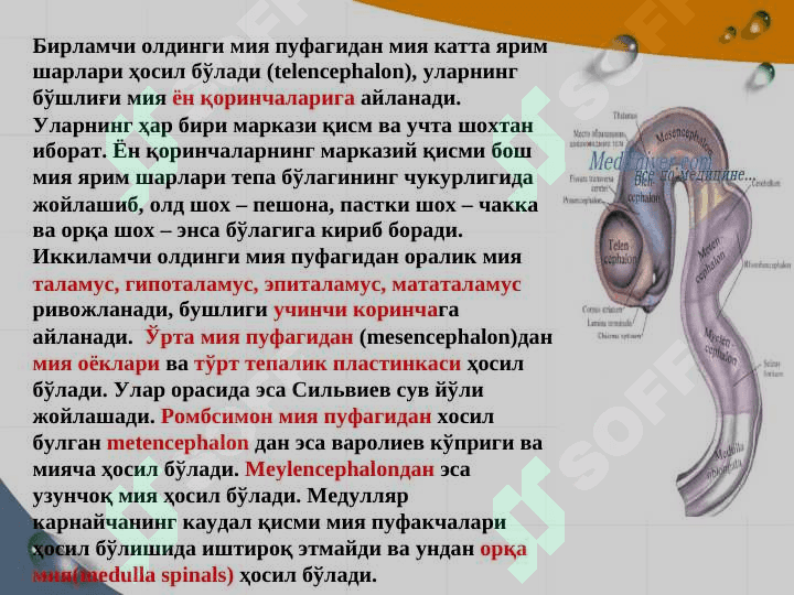 asab sistemasining ontogenezi 7