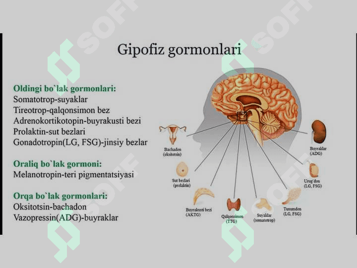Ichki sekretsiya bezlarining yosh xususiyati va endokrin kasalliklari 8