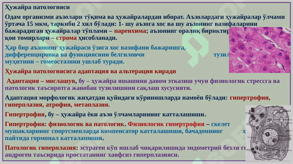 “ПАТОЛОГИЯ ФАНИГА КИРИШ. ҲУЖАЙРА ПАТОЛОГИЯСИ, НЕКРОЗ, ҲУЖАЙРАДА МЕТАБОЛИТЛАР ТЎПЛАНИШИ” 3