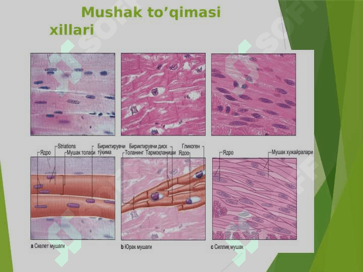 Mushak to`qimasi gistologyasi 4