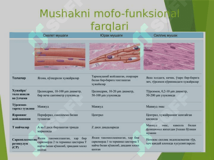 Mushak to`qimasi gistologyasi 5
