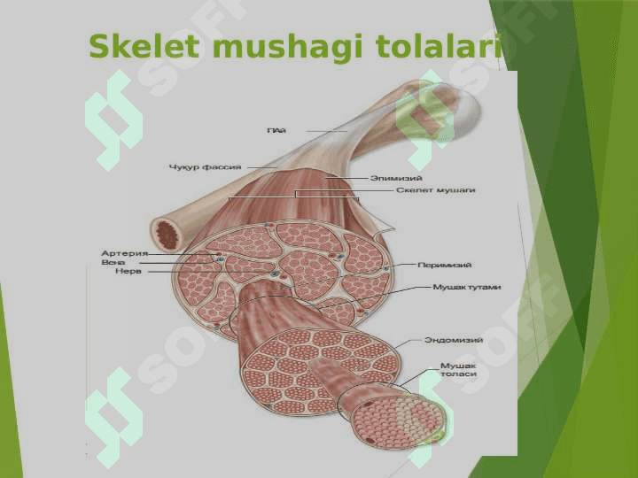 Mushak to`qimasi gistologyasi 7