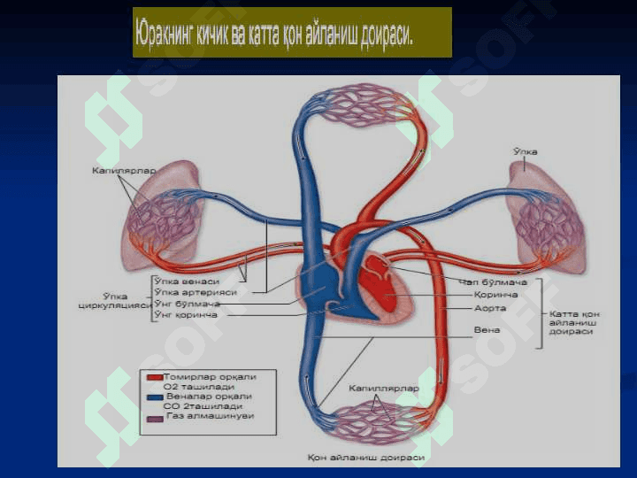 Yurak qon tomir tizimi gistologiyasi ( Yurak qon-tomir tizimi ) 2