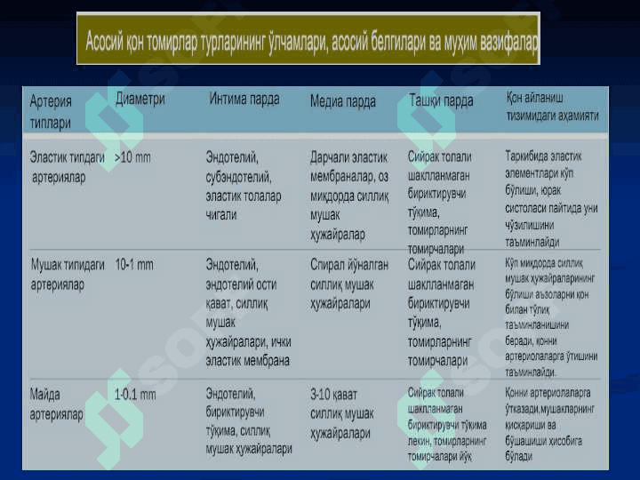 Yurak qon tomir tizimi gistologiyasi ( Yurak qon-tomir tizimi ) 4