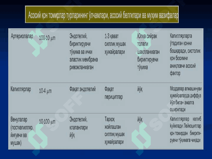 Yurak qon tomir tizimi gistologiyasi ( Yurak qon-tomir tizimi ) 5
