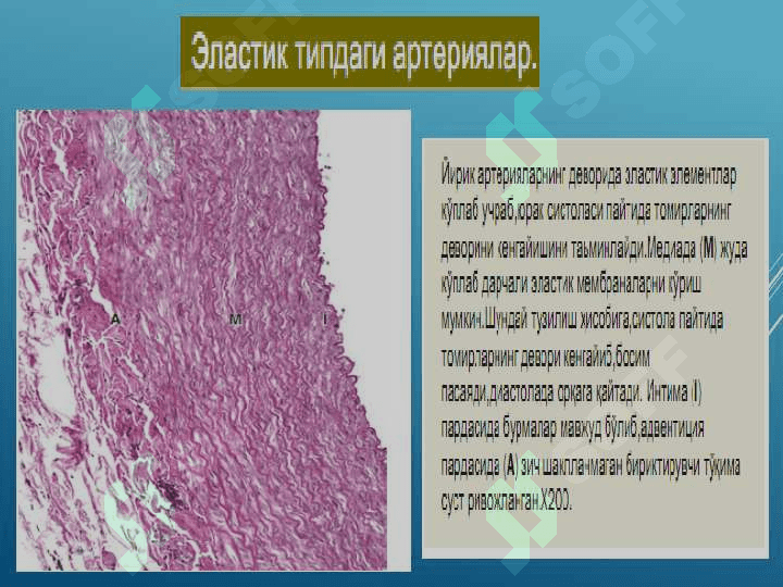 Yurak qon tomir tizimi gistologiyasi ( Yurak qon-tomir tizimi ) 7