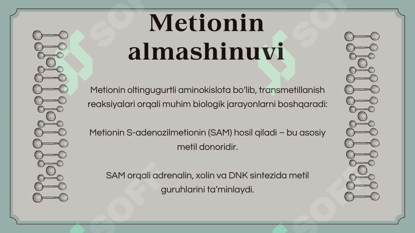 Alohida aminokislotalar almashinuvi 6