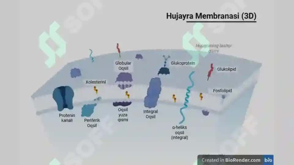 BIOMEMBRANALAR BIOLOGIK KIMYO 3