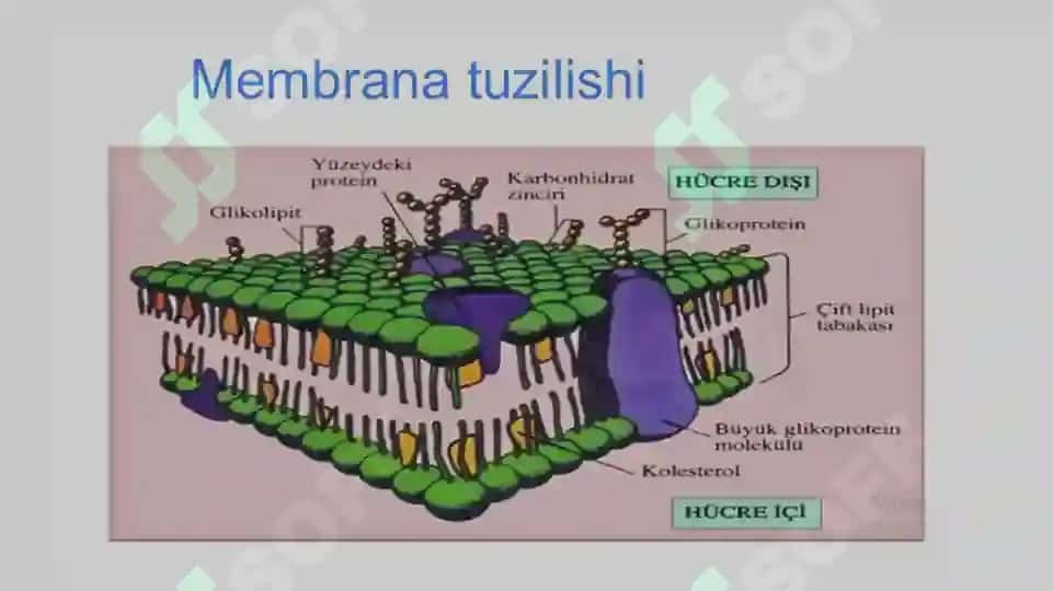 BIOMEMBRANALAR BIOLOGIK KIMYO 4