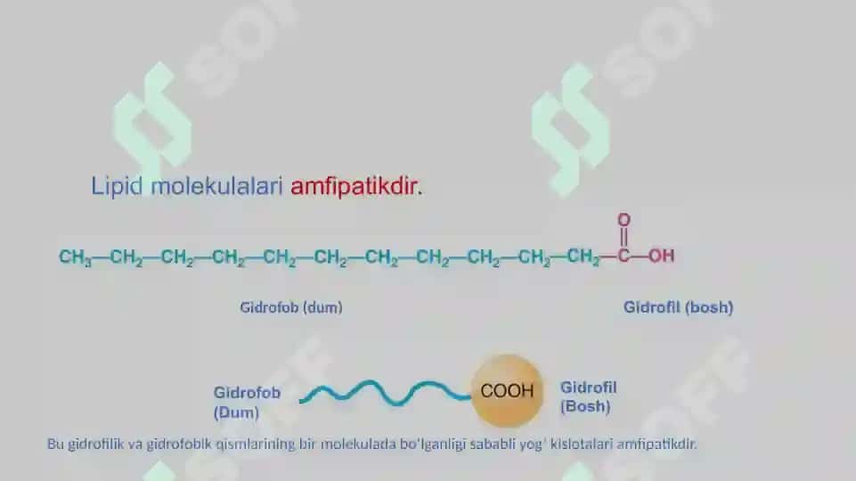 BIOMEMBRANALAR BIOLOGIK KIMYO 7