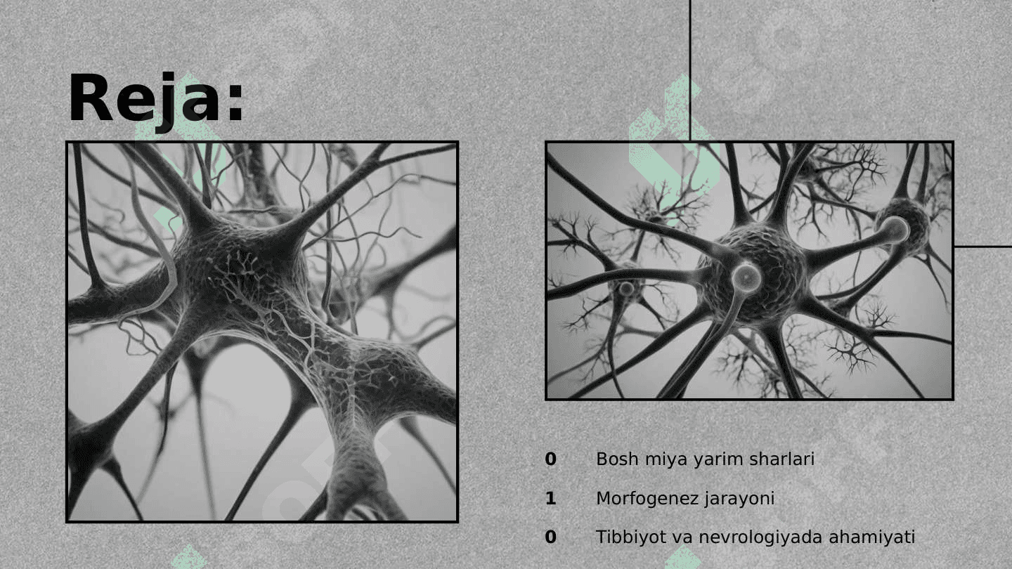 Bosh miya yarim sharlari po'stlog'ining morfogenezi 2