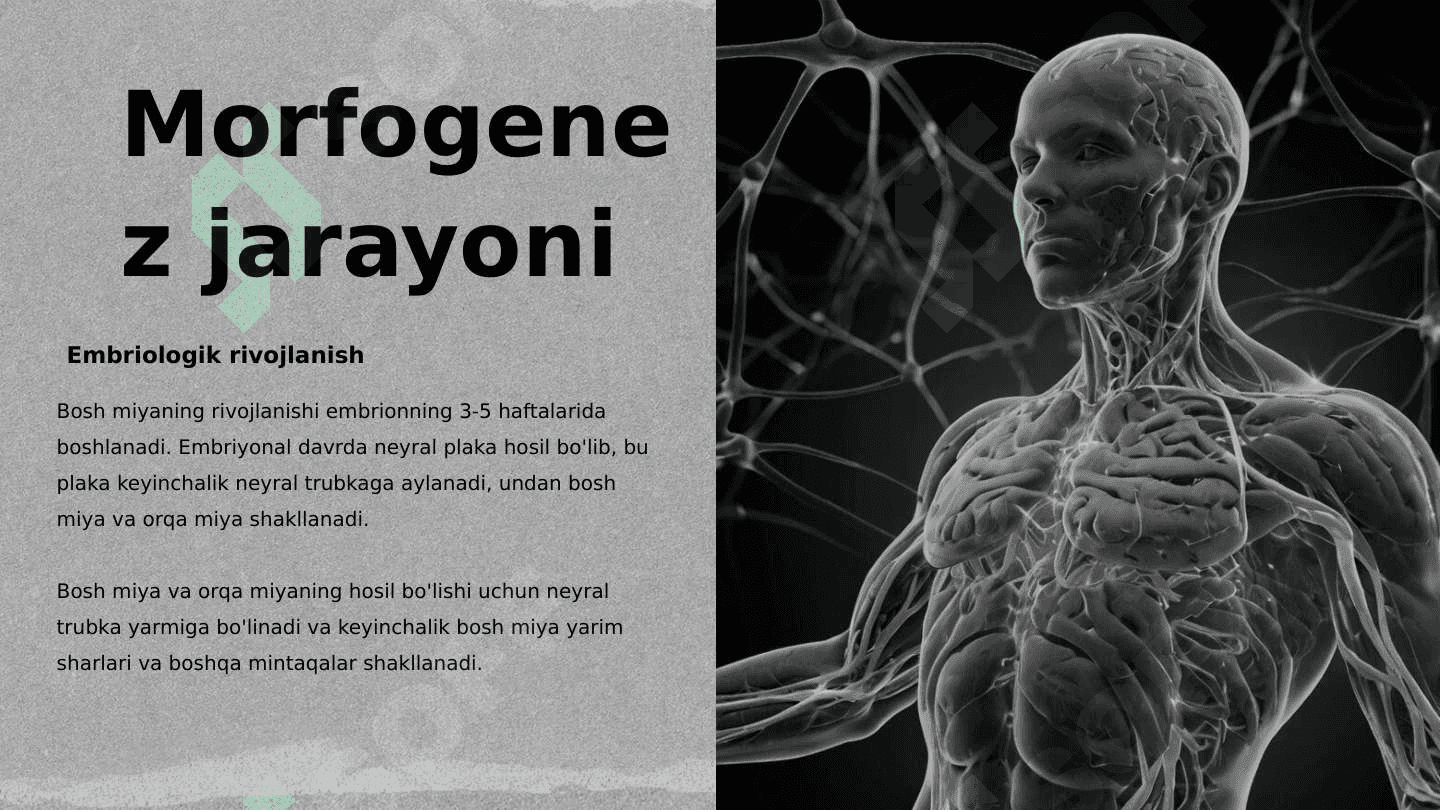 Bosh miya yarim sharlari po'stlog'ining morfogenezi 4