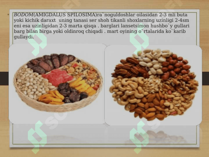 Ra’nodoshlar oilasi 6