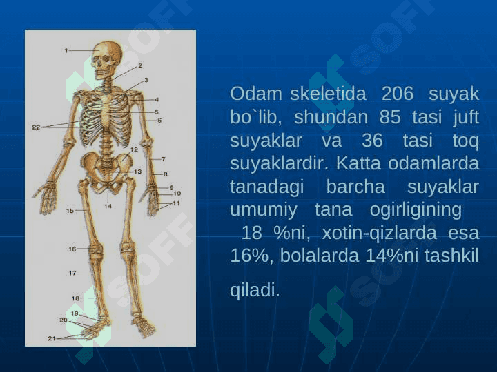 Tayanch-harakat tizimining yoshga oid xususiyatlari va gigiyenasi 7