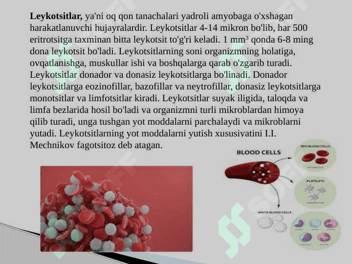 Qon va qon aylanish tizimining yosh xususiyatlari va gigiyenasi 6