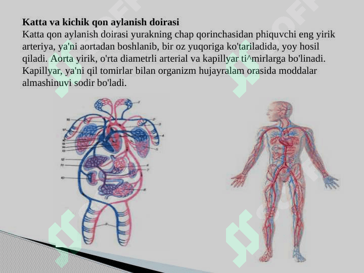 Qon va qon aylanish tizimining yosh xususiyatlari va gigiyenasi 8