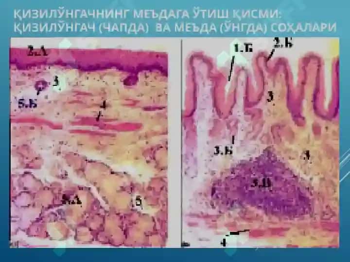 Хазм системаси гистологияси Овқат ҳазм қилиш системаси гистологияси. Меъда. Ингичка ва йўғон ичак. Hazm sistemasi gistologiyasi 7
