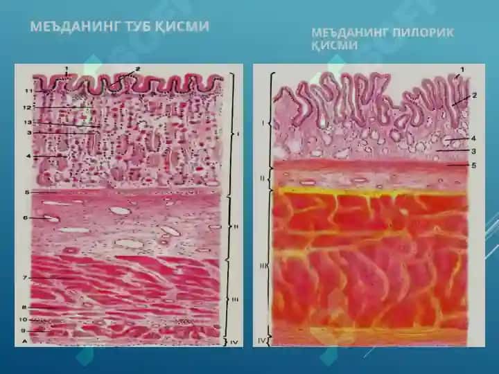 Хазм системаси гистологияси Овқат ҳазм қилиш системаси гистологияси. Меъда. Ингичка ва йўғон ичак. Hazm sistemasi gistologiyasi 8