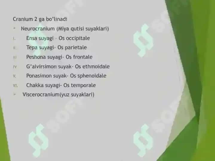 Cranium-Kalla suyagi Краниум Калла суяги 2