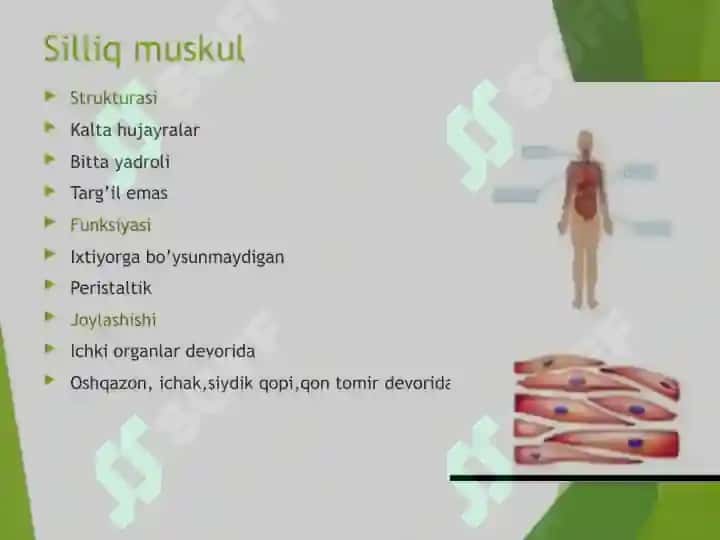 Silliq mushaklar 2