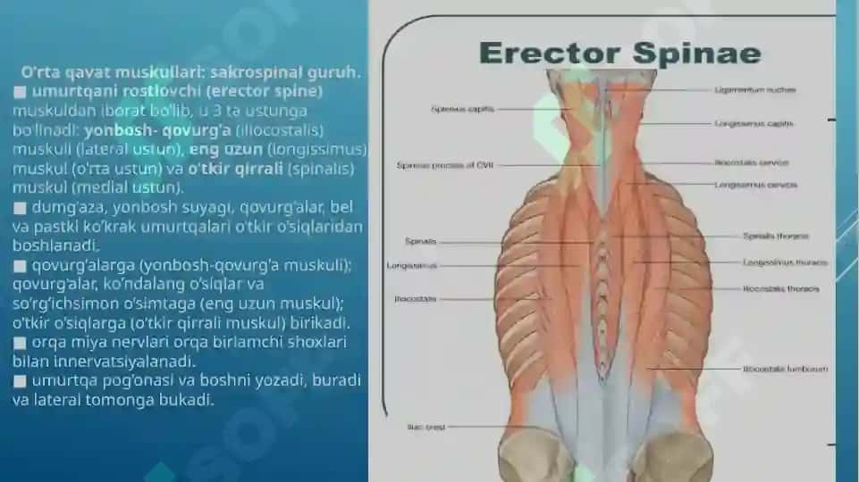 Orqaning yumshoq to’qimalari. Chuqur to’qimalar va ensa osti sohasi. 3