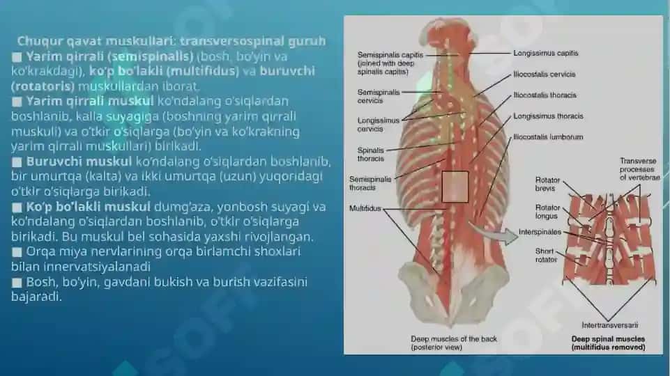 Orqaning yumshoq to’qimalari. Chuqur to’qimalar va ensa osti sohasi. 4