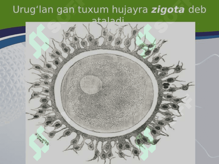 TUXUM HUJAYRA QOBIQLARI VA UNING XILLARI BLASTULA 3