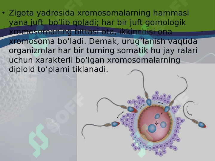 TUXUM HUJAYRA QOBIQLARI VA UNING XILLARI BLASTULA 4