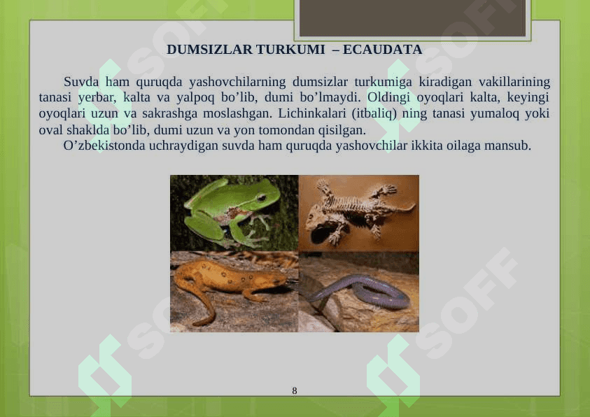 O‘RTA OSIYO TEKISLIKLARI SUV HAVZALARI VA TOG‘ XUDUDLARIDA TARQALGAN UMURTQALI HAYVONLAR 8