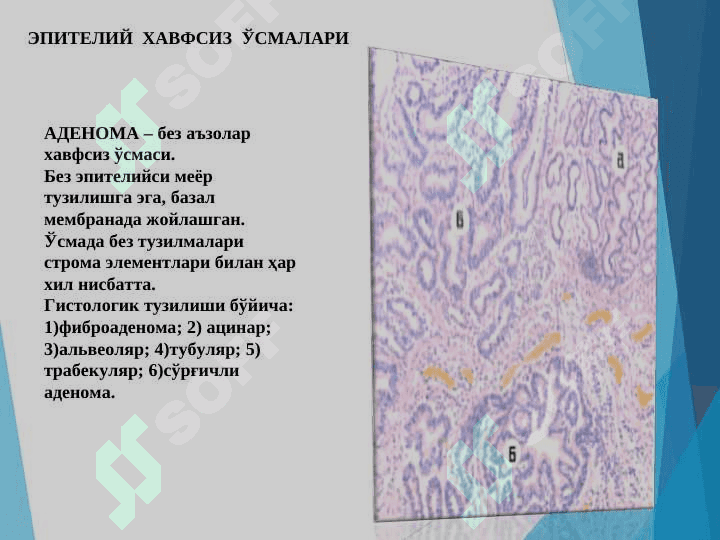 O`smalar Patologik anatomiya 3