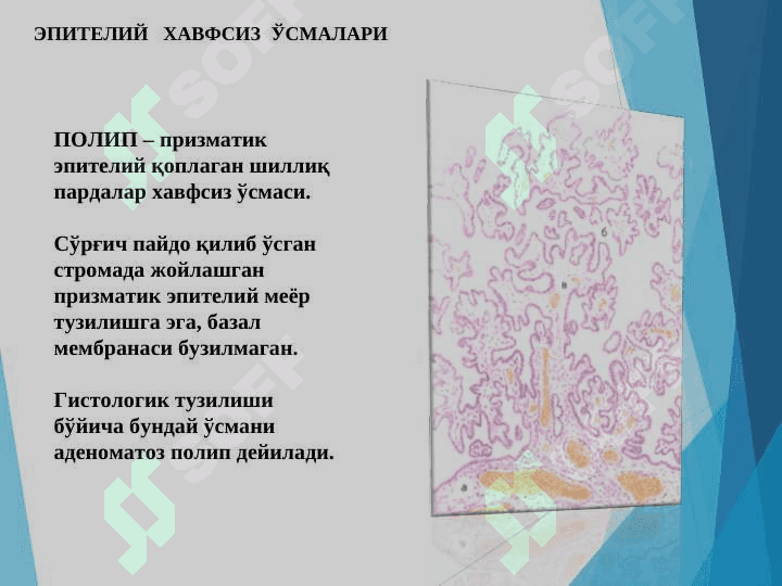 O`smalar Patologik anatomiya 4