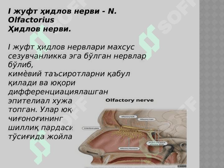 I-VI juft bosh miya nervlari 2