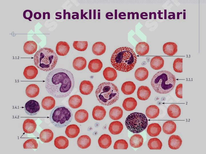 Qon, Qon yaratuvchi organlar . Gemopoez 2