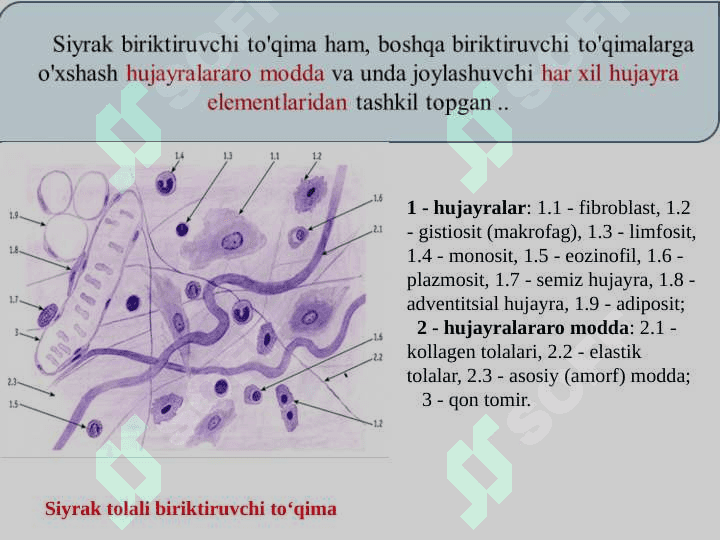 Siyrak to’qima tuzilish xususiyatlari, hujayralar xilma-xilligi, oraliq modda va mexanik elementlar xususiyati 3