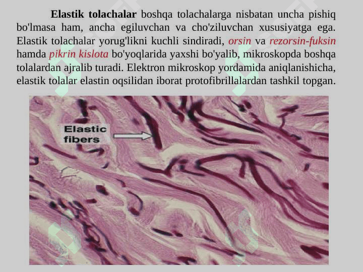 Siyrak to’qima tuzilish xususiyatlari, hujayralar xilma-xilligi, oraliq modda va mexanik elementlar xususiyati 7