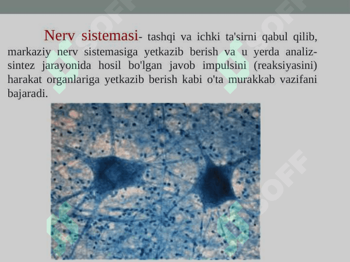 Nerv to’qimasi – hujayralar tuzilishi, nervlar tuzilishi. Neyron strukturasi 2