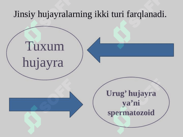 Urug’don va urug’ hujayralarning tuzilishi va biologik xususiyatlari. 3
