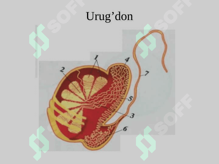 Urug’don va urug’ hujayralarning tuzilishi va biologik xususiyatlari. 4