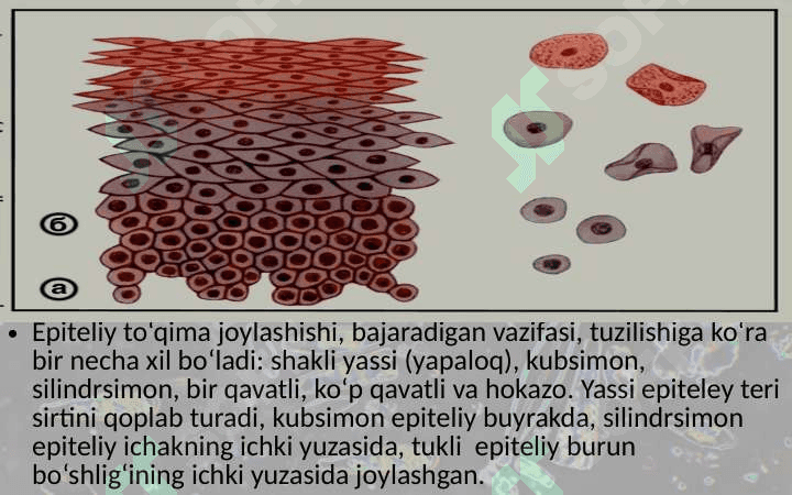 EpiteliyТo‘qimalar, organlar va organlar sistemasi 4