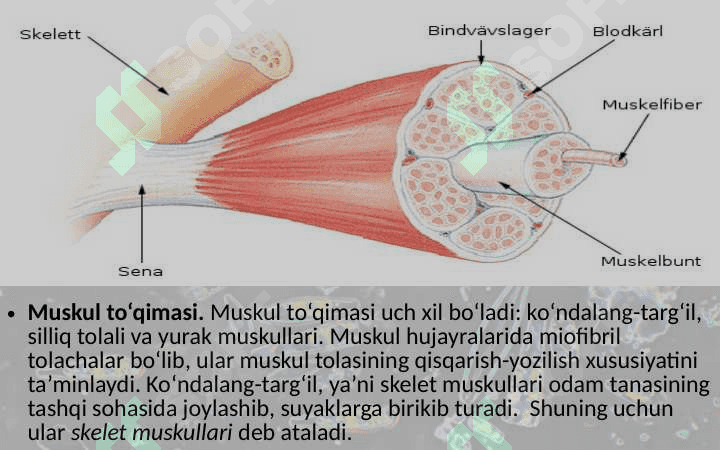EpiteliyТo‘qimalar, organlar va organlar sistemasi 5