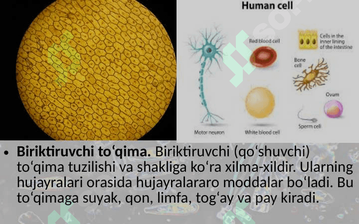 EpiteliyТo‘qimalar, organlar va organlar sistemasi 7