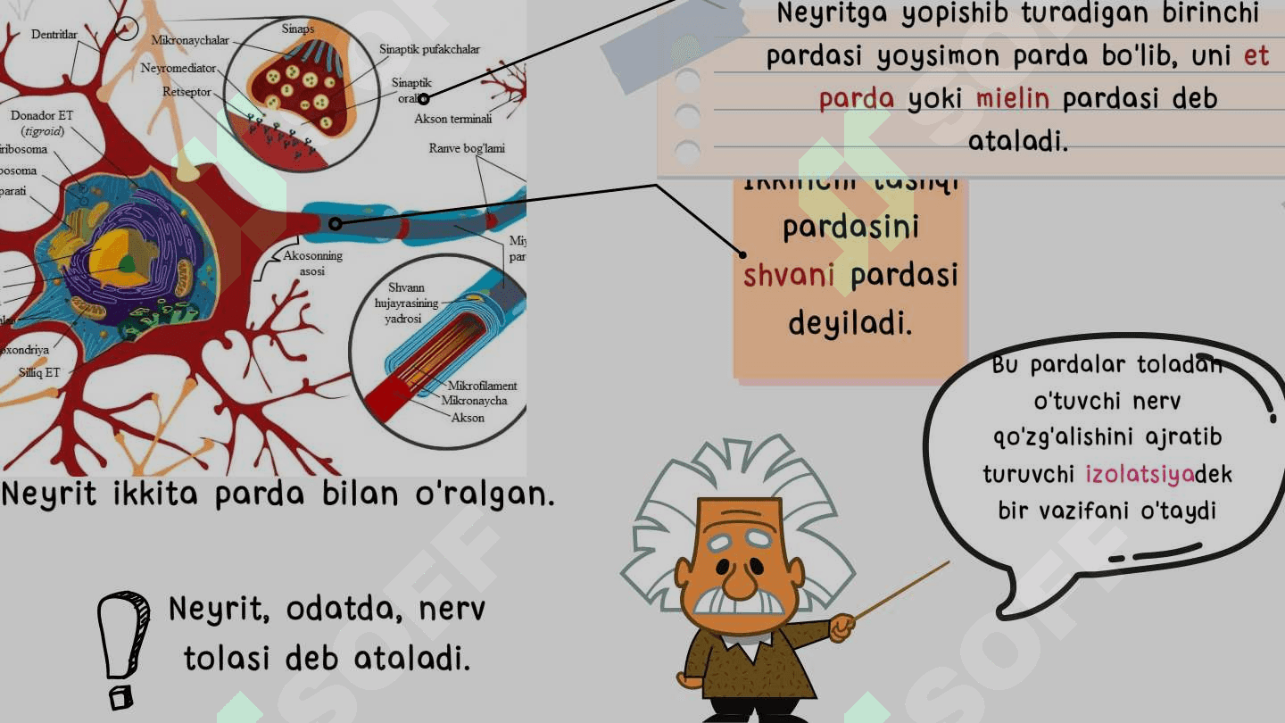 Xulq-atvorning psixofiziologik asosi. Ong taraqqiyoti va ongsizlik 6