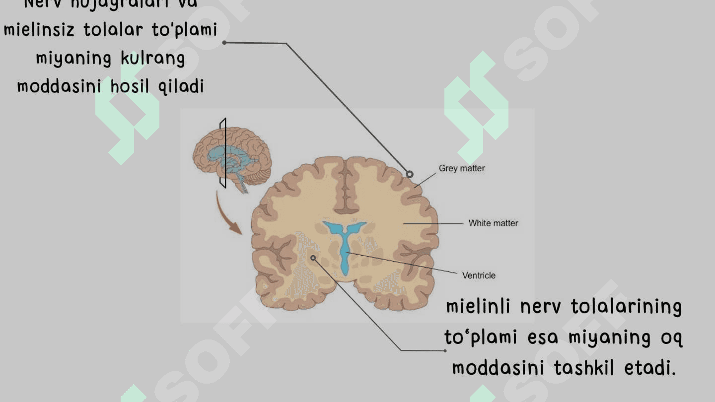 Xulq-atvorning psixofiziologik asosi. Ong taraqqiyoti va ongsizlik 8