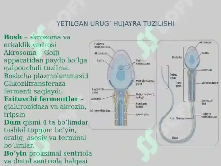embriologiya jinsiy hujayralar uruglanish maydalanish 5