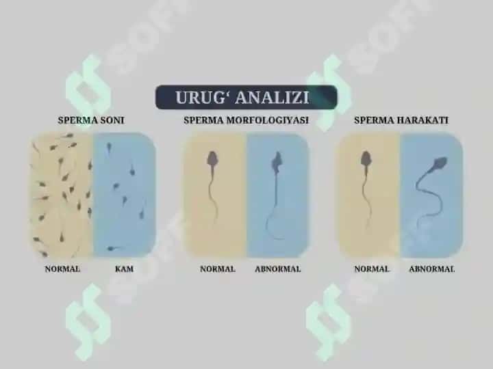 embriologiya jinsiy hujayralar uruglanish maydalanish 7