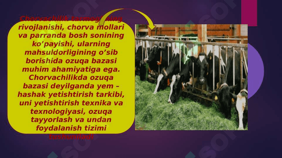 Chorvachilikda ozuqa ishlab chiqarishni tashkil etish 3